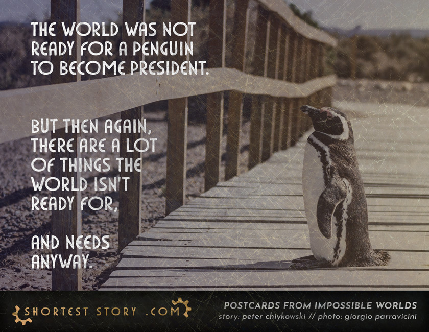 a short story about penguins and presidencies